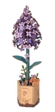 Wooden Bloom Kit - Lilac-construction-models-craft-The Games Shop