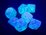 Chessex - Mini Polyhedral Set (7) - Nebula Wisteria/White Luminary