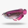 Eugy - Asian Arowana-construction-models-craft-The Games Shop