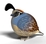 Eugy - Quail