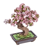 DIY - Sakura Bonsia-construction-models-craft-The Games Shop