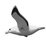 Eugy - Royal Albatross