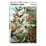 Piatnik - 1000 Piece - Hummingbirds