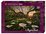 Heye - 1000 piece Magic Forests - Calla Calling